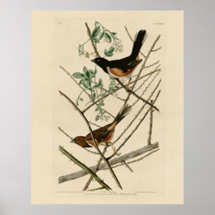 Towee Bunting (Eastern Towee) von Audubons Vögeln Poster