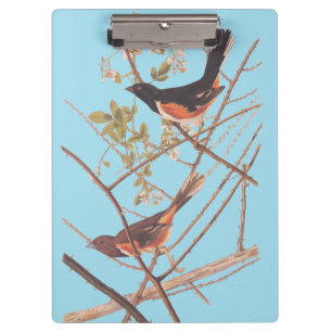 Toweed Bunting Audubon Black and Orange Song Birds Klemmbrett