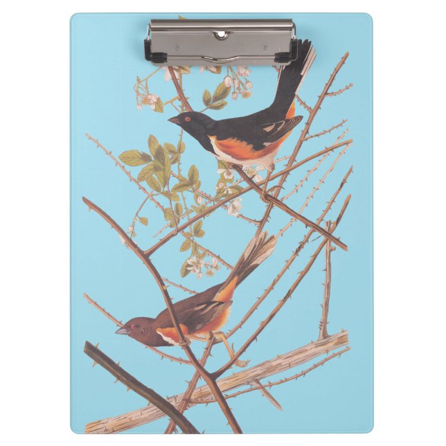 Toweed Bunting Audubon Black and Orange Song Birds Klemmbrett (Vorderseite)