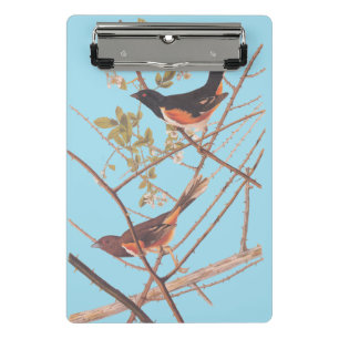 Toweed Bunting Audubon Black and Orange Song Birds Mini Klemmbrett