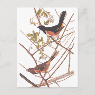 Toweed Bunting Audubon Black and Orange Song Birds Postkarte