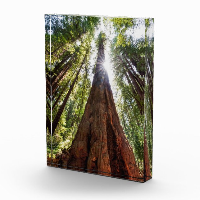 Towering Redwoods Fotoblock (Rechts)
