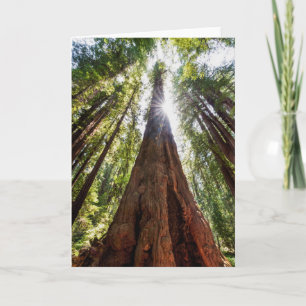Towering Redwoods Karte