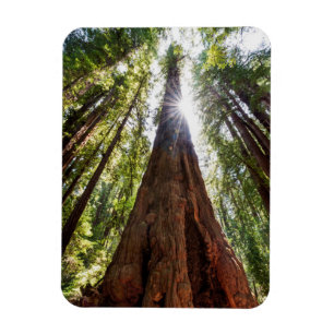 Towering Redwoods Magnet