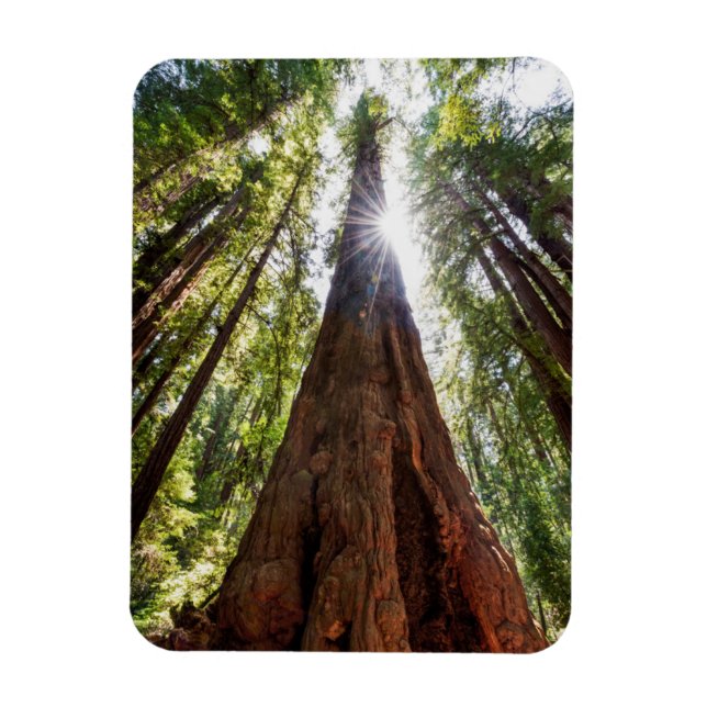 Towering Redwoods Magnet (Vertikal)