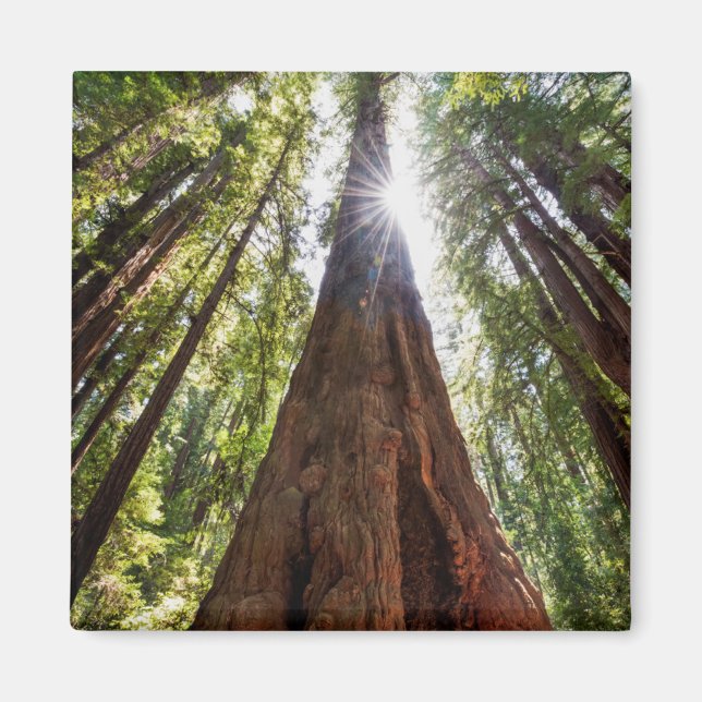Towering Redwoods Magnet (Vorne)