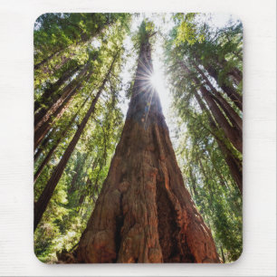 Towering Redwoods Mousepad