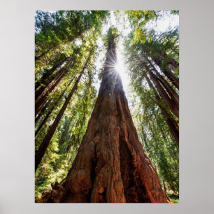 Towering Redwoods Poster