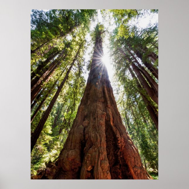Towering Redwoods Poster (Vorne)