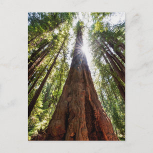 Towering Redwoods Postkarte