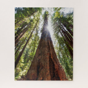Towering Redwoods Puzzle