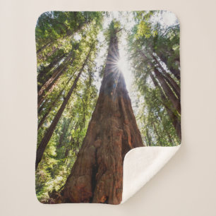 Towering Redwoods Sherpadecke
