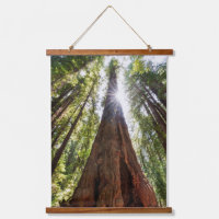 Towering Redwoods