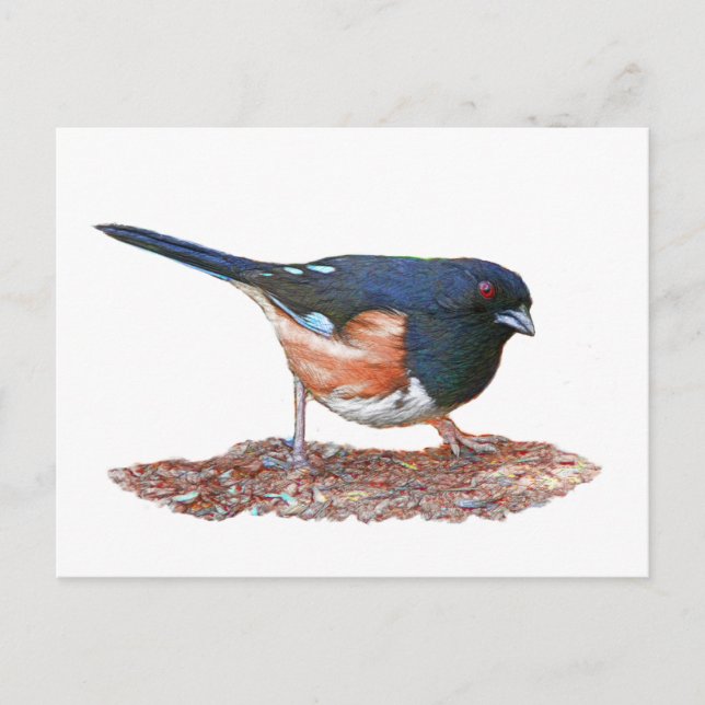 Towhee Postkarte (Vorderseite)