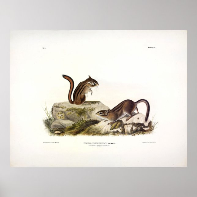Townsend's Ground Squirrel (Chipmunk) von Audubon Poster (Vorne)
