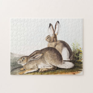 Townsend's Rocky Mountain Hare (Lepus Townsendii) Puzzle