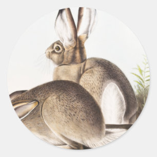 Townsend's Rocky Mountain Hare (Lepus Townsendii) Runder Aufkleber