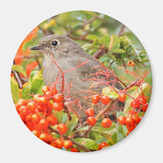 Townsend's Solitaire auf dem Pyracantha Magnet (Vorne)