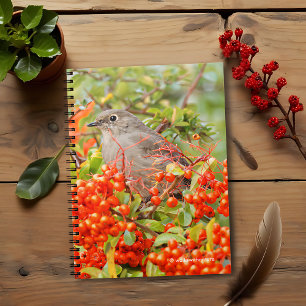 Townsend's Solitaire auf dem Pyracantha Notizblock