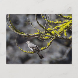 Townsend's Solitaire Postkarte