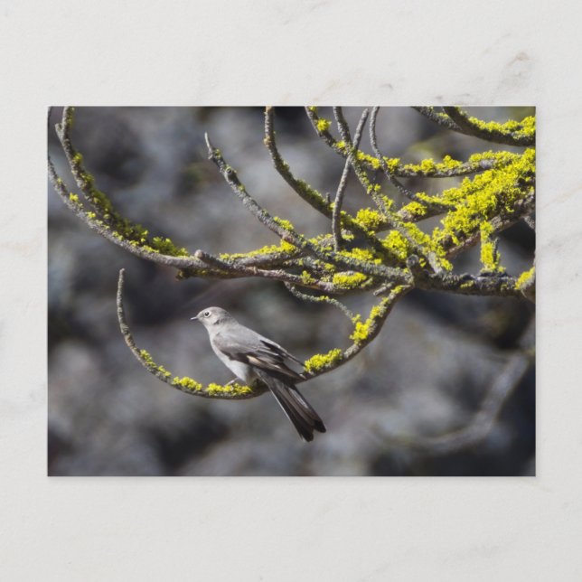 Townsend's Solitaire Postkarte (Vorderseite)