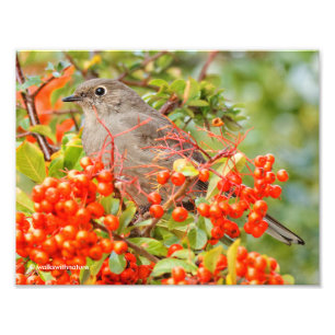 Townsend's Solitaire und die Pyracantha Fotodruck