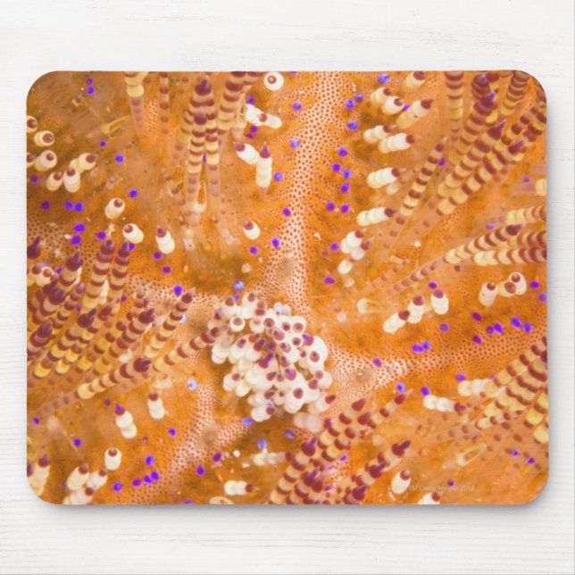 Toxischer Feuerurchin (Asthenosoma varium) Mousepad (Vorne)
