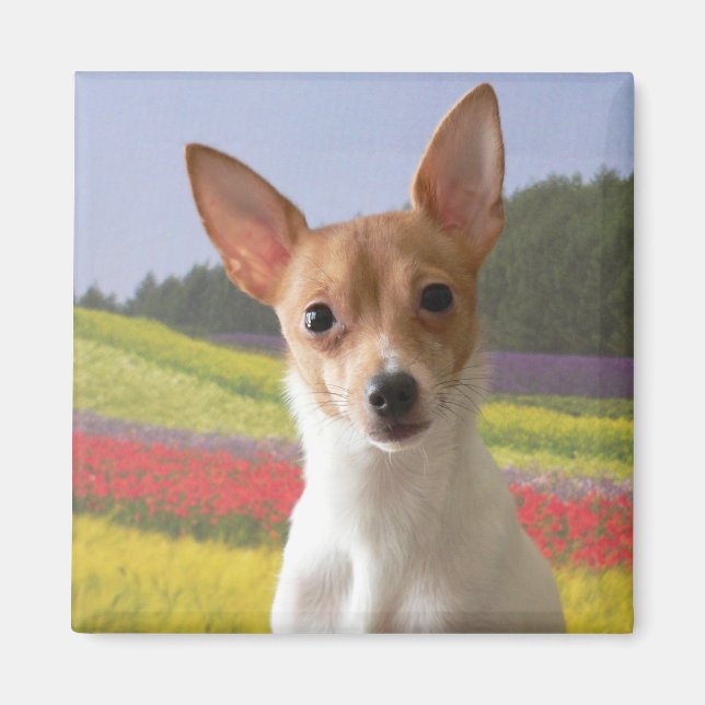 Toy Fox Terrier Magnet (Vorne)