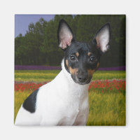 Toy Fox Terrier Magnet