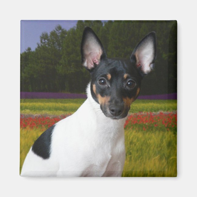 Toy Fox Terrier Magnet (Vorne)