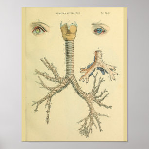Trachea Airway Bronchi Eyes Anatomische Kunst Poster