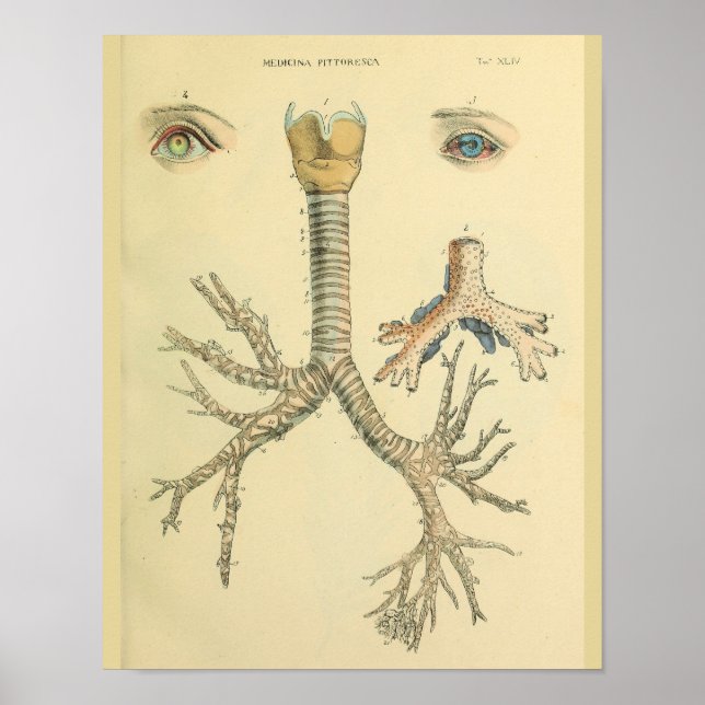 Trachea Airway Bronchi Eyes Anatomische Kunst Poster (Vorne)