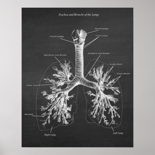 Trachea und Bronchi der Lungenanatomie Art Deco Poster (Vorne)