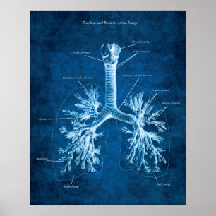 Trachea und Bronchi der Lungenanatomie Art Deco Poster