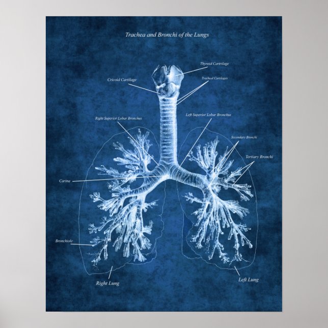 Trachea und Bronchi der Lungenanatomie Art Deco Poster (Vorne)