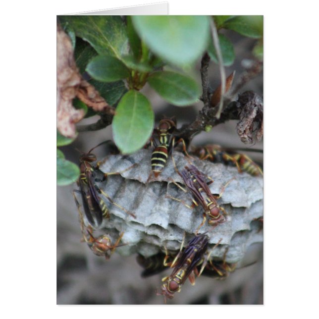 Tracker Jackers (Vorne)