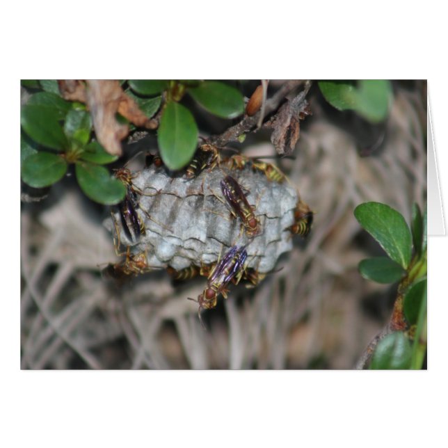 Tracker Jackers #2 (Vorderseite (Horizontal))