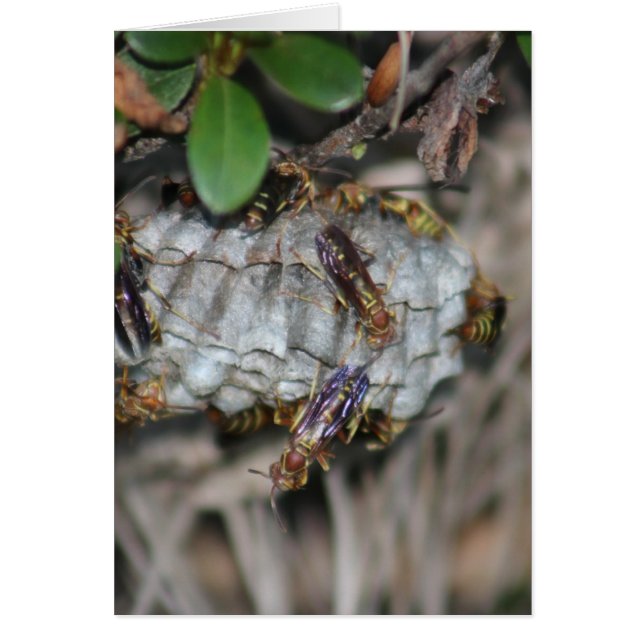 Tracker Jackers #2 (Vorne)