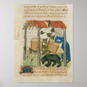 Tractatus de Herbis' Poster