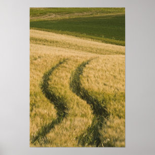 Tractorspuren durch Weizen, Toskana, Italien Poster