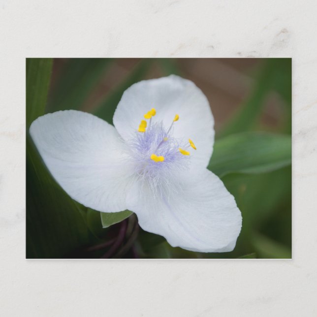 Tradescantia Andersoniana 'Osprey' Blume Postkarte (Vorderseite)