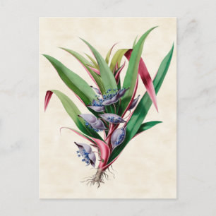 Tradescantia Antikes Botanisches Bild Postkarte