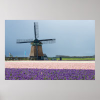Traditionelle Windmühle mit rosa und violetten Blu