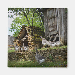 Traditioneller foie gras Gans-Bauernhofmagnet Magnet