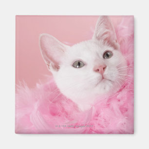 Tragende Federboa der Katze Magnet