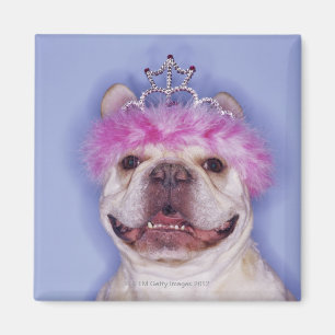 Tragende Tiara der Bulldogge Magnet