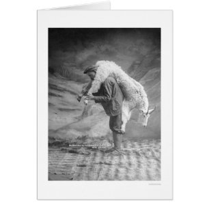 Tragende Ziege Alaska 1905