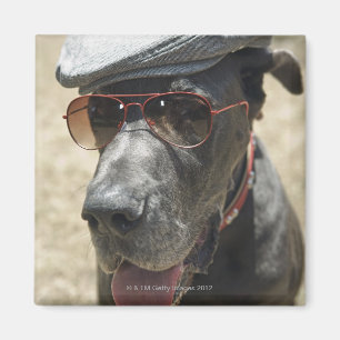 Tragender Hut und Sonnenbrille der Deutschen Dogge Magnet