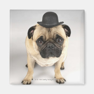 Tragender Werfer der französischen Bulldogge, Magnet