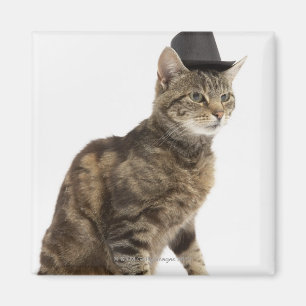 Tragender Zylinder der Katze Magnet